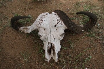 Fototapeta premium skull of a bull