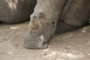 Obraz premium Close up of a white rhino in south africa