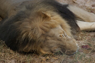 Fototapeta premium sleeping lion in the grass