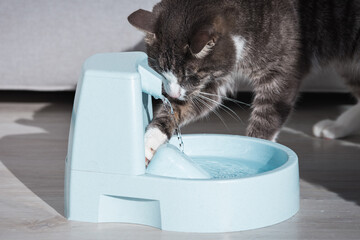 Cat drinks clean water from water dispenser. Cat playing with water. Pet thirst. Dehydration in a...