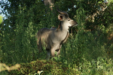 Male kudu in the forest