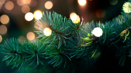 Obraz na płótnie Canvas Branches of New Year's green tree with bokeh lights. Green festive background, golden bokeh. Narrow banner, festive background.