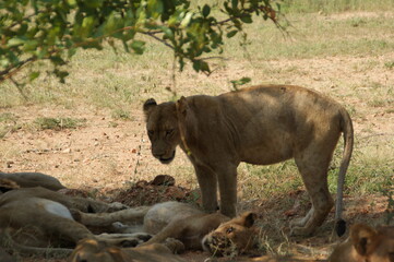 lion cub in the savannah