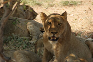 Naklejka premium Lioness looking in to the camera