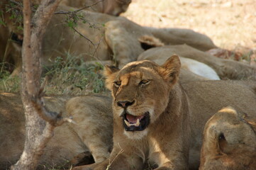 Liones whoring her teeths in the gras of south africa