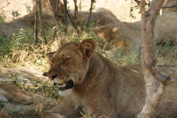 lion in the grass