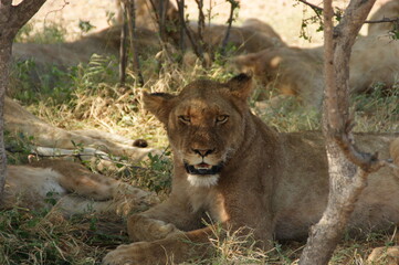 Naklejka premium Lioness in the gras by the tree