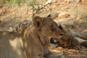 Lioness laying in the gras of south africa