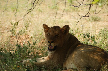 Obraz na płótnie Canvas lioness showring her teeths in the grass