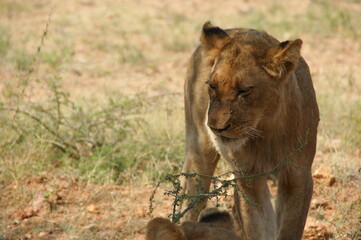 a walking lioness in a national park in Africa
