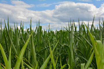 Obraz premium In a corn field with blue sky