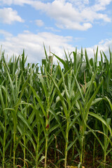 Corn field with blue sky