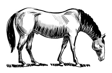 Walking grazing horse. Ink black and white drawing