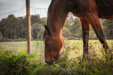 Bonito cavalo a pastar fora da cerca