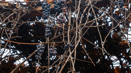 Wild branch and stem of dry berries of grapes frozen under the snow. Wild grapes grow on a fence.