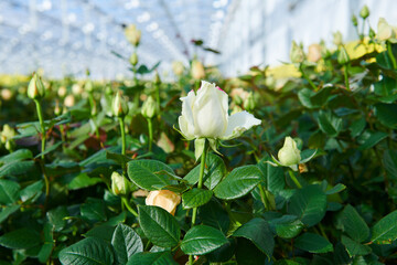 white roses шт the greenhouse