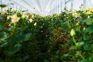 roses in the greenhouse
