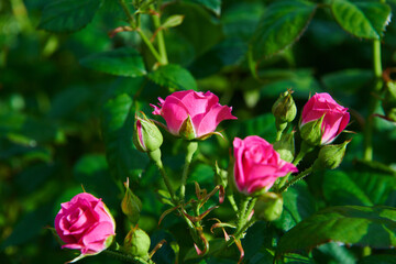 pink roses in garden