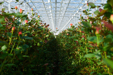greenhouse with flowers