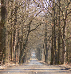 The road in the woods