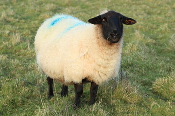 Suffolk breed sheep on farmland in rural Ireland during Springtime