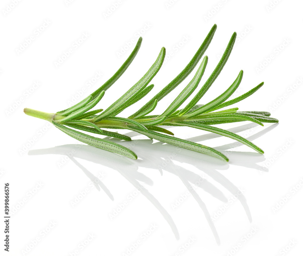 Canvas Prints fresh green rosemary