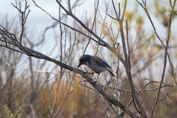 Blue Bird Eating A Worm in San Luis Obispo County, California, Wildlife on the Central Coast