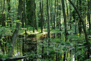 flooded forest