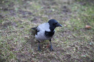 Obraz premium birds in the park