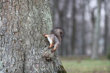 cute squirrel