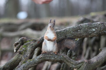 cute young squirrel