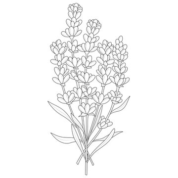 Lavender.Coloring book antistress for children and adults. Zen-tangle style.Black and white drawing