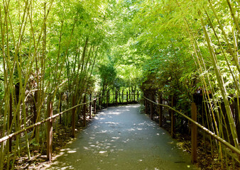 Obraz premium Bamboo Forest Path