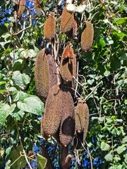 Pod seeds of wild tree