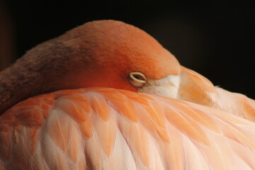 close up of a long pink flamingo between its wing feathers