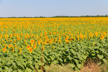 Fototapeta na wymiar View of beautiful sunflower field at summer