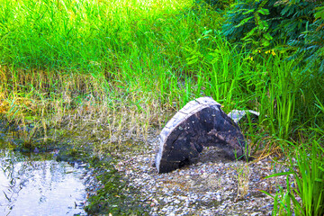  river coast, trunk driftwood nature