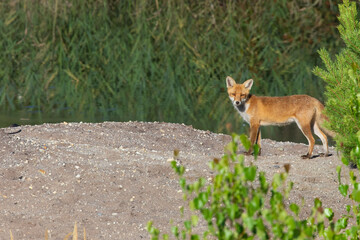 Fuchs