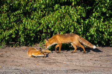 Fuchs