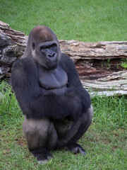 Western lowland gorilla