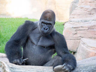 Western lowland gorilla