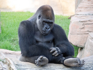 Western lowland gorilla