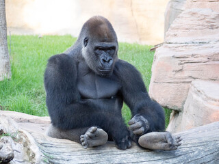 Western lowland gorilla