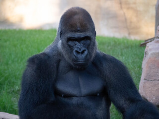 Western lowland gorilla