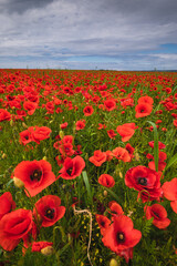 A poppy field in the Pomeranian Voivodeship during the summer afternoon. Poland.