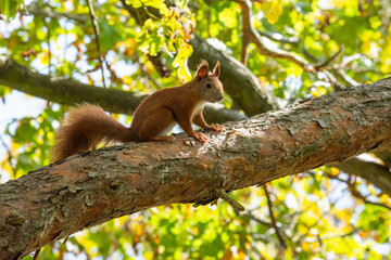 Eichhörnchen