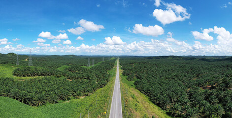 An Aerial Panoramic view of green palm oil plantation