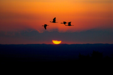 birds in the sunset