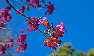 Pink ipe or pink trumpet tree flower, (Handroanthus impetiginosus), Rio de Janeiro, Brazil