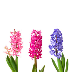 Fototapeta premium Hyacinths isolated on white background close up